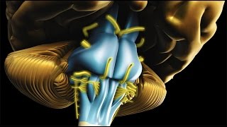 The Neurobiology of My Dissociative Identity Age Regressive States of Consciousness