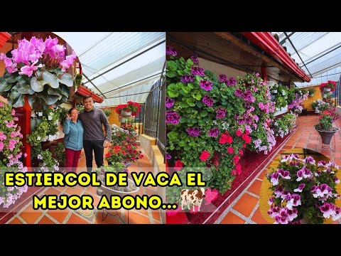 Ruby's beautiful blooming garden: "Bovine manure is the best organic fertilizer for plants" |AP