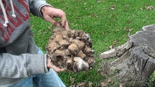 Maitake - Sheepshead - Hen of the Woods - Cooking Mushroom