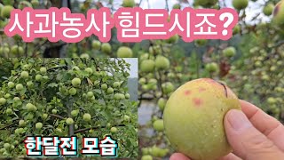 사과농사 힘드시죠? 알아도 실천하지 않으면  사과농사 실패한다
