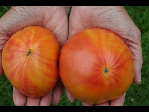 Striped German Heirloom Tomatoes From Planting To Taste Test.