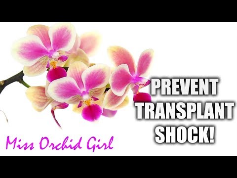 Orchid transplant shock (after repotting) - What is it & how to minimize it