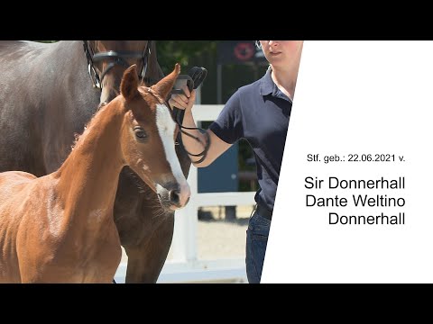 Stf v Sir Donnerhall x Dante Weltino x Donnerhall 2021