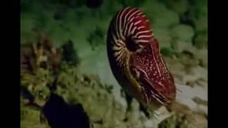 mogwai - waltz for aidan