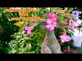 Otta Kudisaikkulla Onbathu Maasam Tamil Whatsapp Status Video