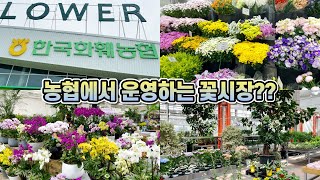 고양 한국화훼농협 플라워마트!! 농협에서는 어떤 화초와 화분을 팔까요??