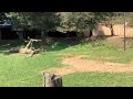 Detroit Zoo Educational Lesson Outback Adventure