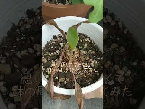 アマリリスは葉しか成長しません。この見事な植物を再び咲かせるにはどうすればよいでしょうか?  庭園