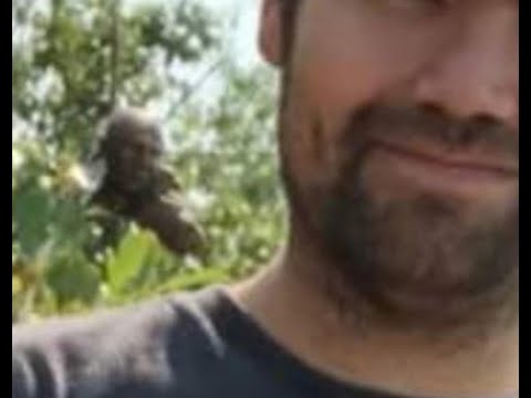 Sasquatch Like Creatures Watching People from Cover of the Woods