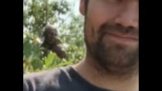 Sasquatch Like Creatures Watching People from Cover of the Woods