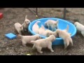 Самые милые щенки на планете The cutest puppies on planete 