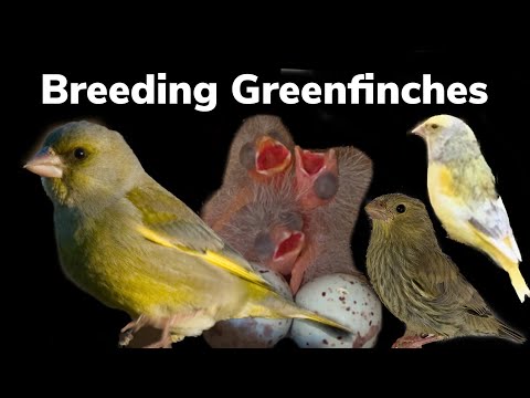 Breeding Greenfinches and their Mutations - a full guide (1)