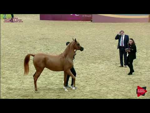 N 221 JAWAD AL SHAHANIA   21st Qatar National 2018   Colts 2 Years Old Class 7