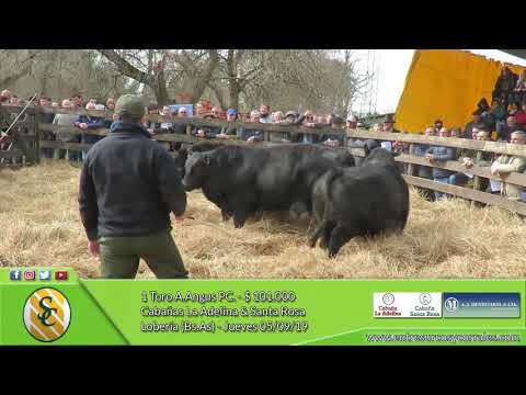 05-09-19 - Venta de Toros A.Angus PC. - Cabañas La Adelina & Santa Rosa - Lobería