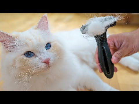 How to Brush your Cat's Hair (Even if they Hate It) - YouTube