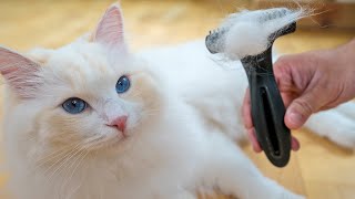 How to Brush your Cat's Hair (Even if they Hate It) | The Cat Butler