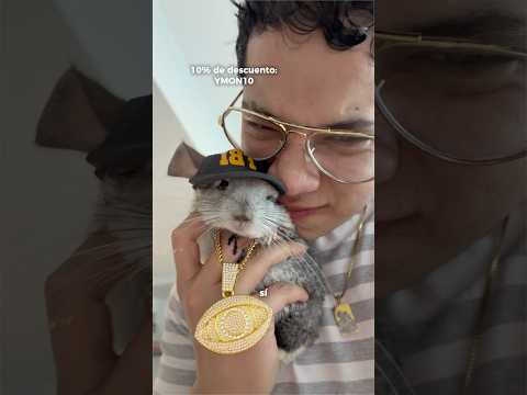 Ese Amor Felipe es un personaje 😍🤣 #chinchilla #mascotas #amor