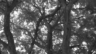 Samhain 2013 - Faun - Isis