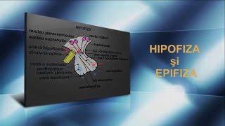 Hipofiza și epifiza.