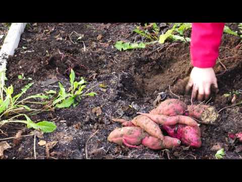 , title : 'TM16#55 : Zoete aardappel - Bataat oogsten'