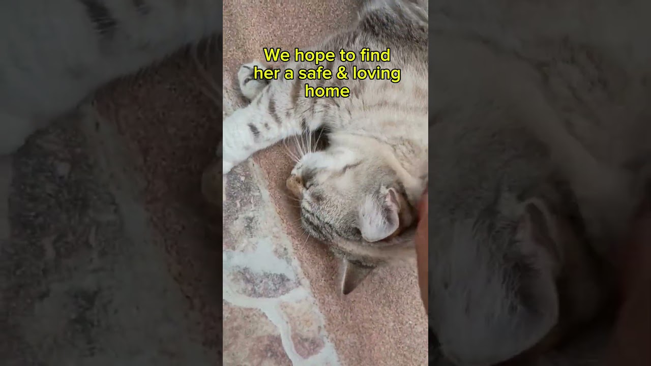 Ella (Lynx point Siamese) VIDEO, a ADOPTABLE Siamese in Orlando, FL video 2/2