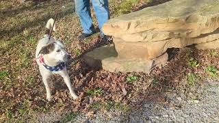 Video preview image #1 Mountain Cur-Pointer Mix Puppy For Sale in Cookeville, TN, USA