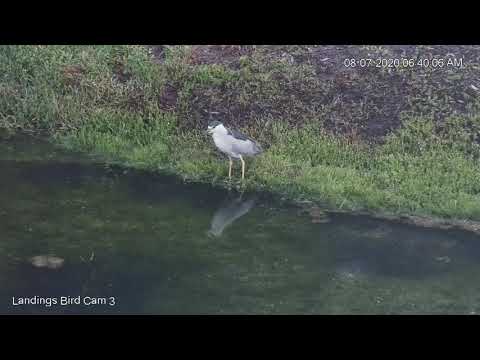 Black-crowned Night-Heron Stalks Shoreline Near Savannah Nest – Aug. 7, 2020