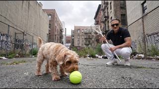 The Worst Dog Park In New York City