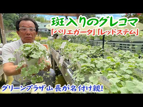 バラの茂みの根元にあるグランドカバーは何ですか?マルチの種類と技術の関連性  庭園