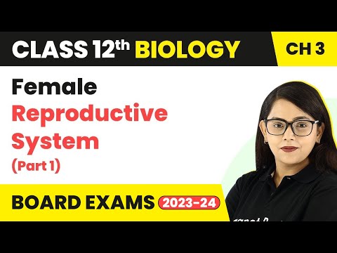 Class 12 Biology Ch 3 | Female Reproductive System (Part 1) - Human Reproduction CBSE/NEET 2022-23