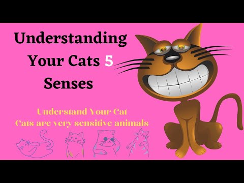Understanding Your Cats 5 Senses [Cats Behavior]