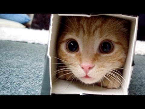 Funny animal videos - Crazy and Funny Animals 