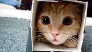 Crazy & Funny ANIMAL videos - LAUGH and ENTERTAINMENT for EVERYONE