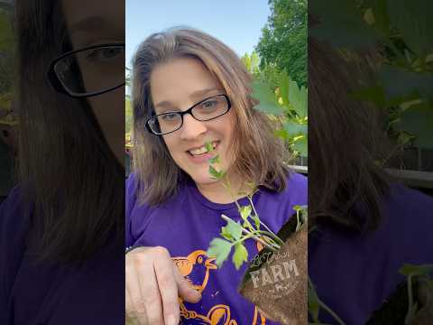 Showing off the plants I got locally at Sam’s Farmstead. Some of these varieties you may not know…