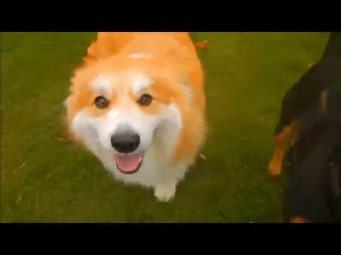 UK Corgi Club Windsor Meetup 01/11/15