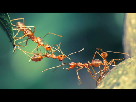 Camino de hormigas - Los Lovers - Karaoke