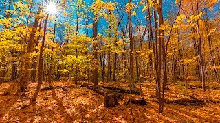 AUTUMN PHOTOGRAPHY TIPS Featuring Sunburst, Colorization &amp; Glow Effects