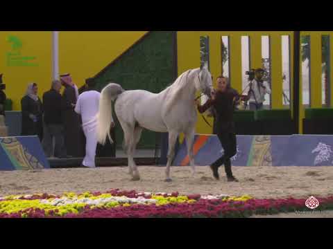 N 108 BEBARS AL FARIDA   Asharqia Gulf Straight Egyptian Arabian Cup 2020   Stallions 7+ Years Old C