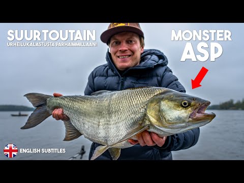 20 SUURKALA LAJIA RIKKI! | Asp Fishing
