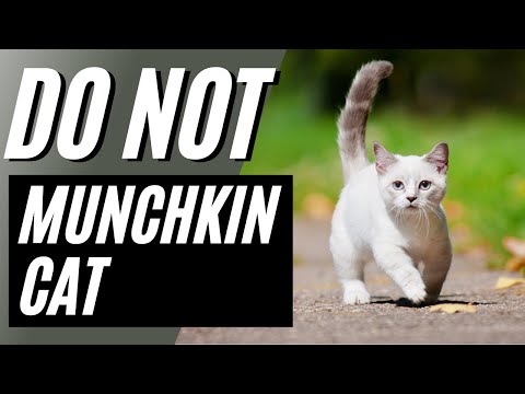 7 Reasons You Should NOT Get a Munchkin Cat