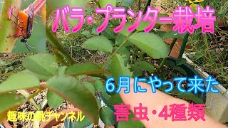 [Rose Planter Cultivation] Four Types of Pests Arrived in June 25/8/19