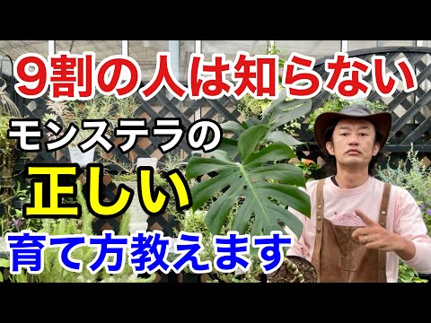 モンステラの気根:切りますか? 植物