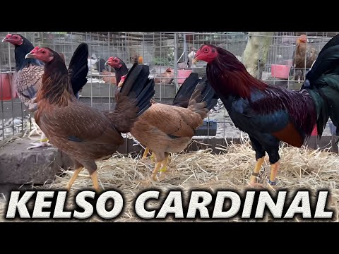 Kelso Cardinal Sweater Regular Grey GRANJA R GREER