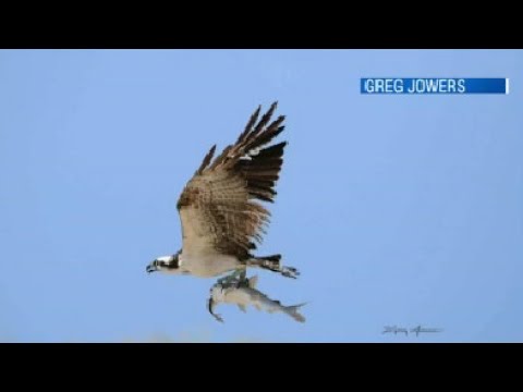 Osprey catches fish with fish in its mouth