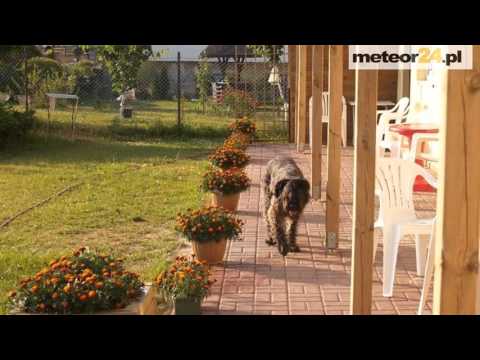 Domki i Pokoje Gościnne U Oli - Sianożęty meteor24.pl