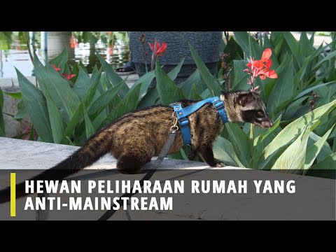 , title : 'Hewan Peliharaan Rumah yang Anti Mainstream'