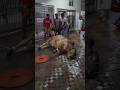 Grounding Qurbanistatus Reels Shortvideo Kurbani Cow Bull Grounding