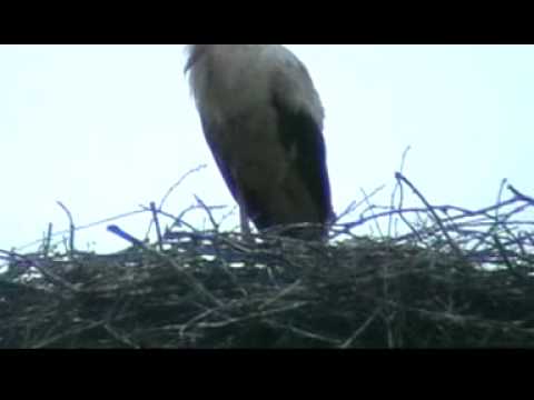 Barza adormita cu pui pofticiosi, langa Baia de Cris.MPG