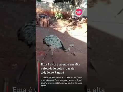 🚨🐦 Ema corre pelas ruas de Assis Chateaubriand e mobiliza Bombeiros e Defesa Civil
