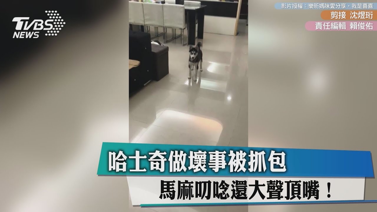哈士奇做壞事被抓包 馬麻叨唸還大聲頂嘴!